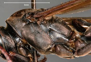 Media type: image;   Entomology 33149 Aspect: thorax lateral